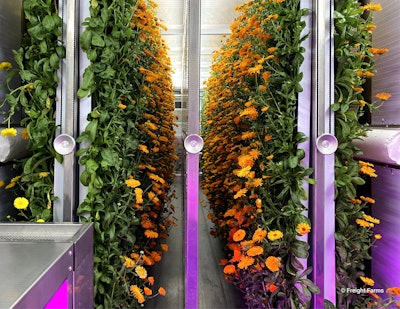Freight Farms Calendula Greenhouse