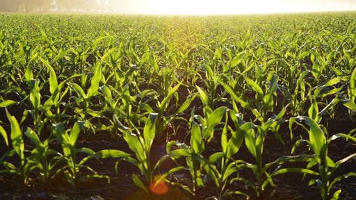 Corn Cropland Crops 96715