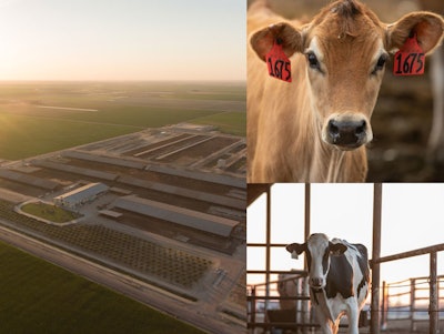 Cows