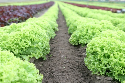 Farm Produce Field Food 89267