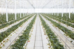 Mastronardi Produce Greenhouse