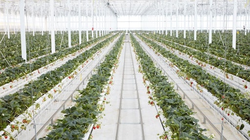 Mastronardi Produce Greenhouse