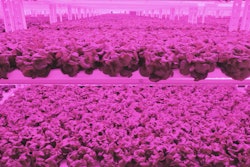 Kalera Vertical Farming