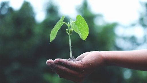 Person Holding A Green Plant 1072824