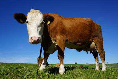 Portrait Of Cow Standing In Pasture 248337