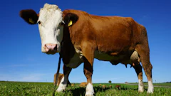 Portrait Of Cow Standing In Pasture 248337