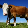 Portrait Of Cow Standing In Pasture 248337
