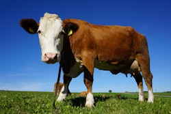 Portrait Of Cow Standing In Pasture 248337