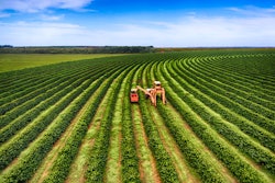 Getty Images 545103888 Coffee Harvesting