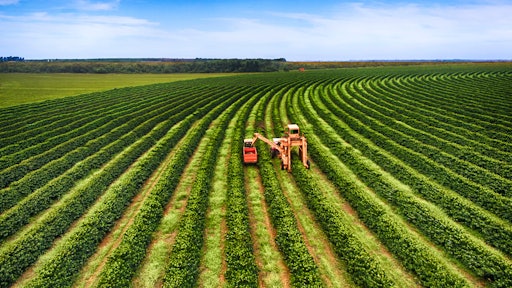 Getty Images 545103888 Coffee Harvesting