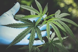 Pexels Aphiwat Chuangchoem From Pexels Cannabis