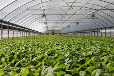 Field Of Plants In Greenhouse 2886937