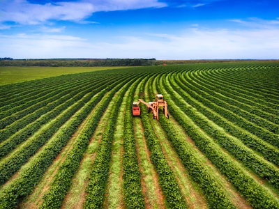 Getty Images 545103888 Coffee Harvesting