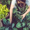 Getty Images 914906098 Gardening