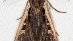 Mc Cloud Services Pests