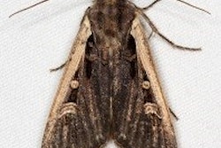 Mc Cloud Services Pests