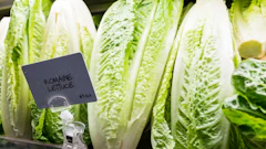 Stock Romaine Lettuce