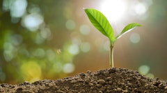 Stock Growing Plant