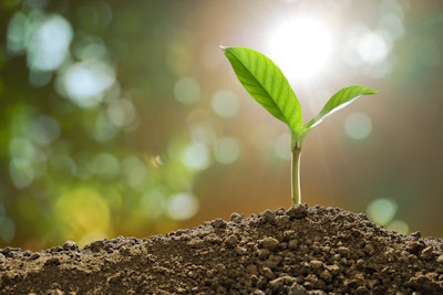 Stock Growing Plant