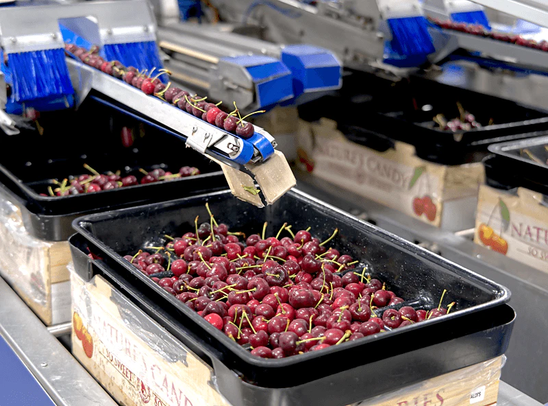 Cherry Packing Process Enhancing Efficiency and Accuracy in Cherry Processing through ...
