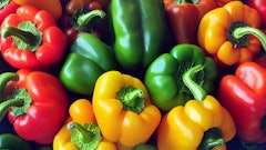 Tommi Adobe Stock 527677637