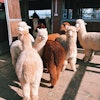 Agriculture Alpaca Animal 2253639