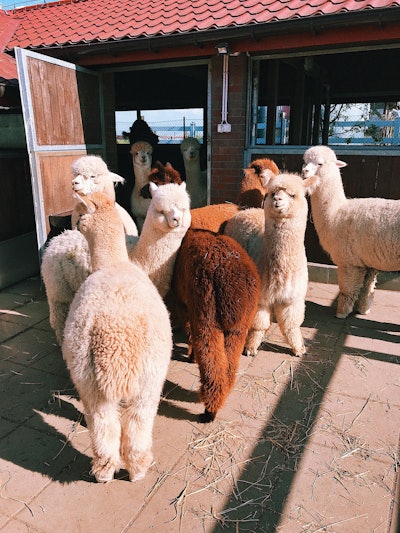 Agriculture Alpaca Animal 2253639