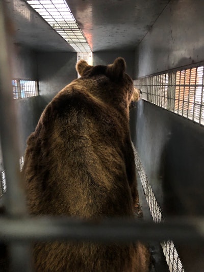 Bear
