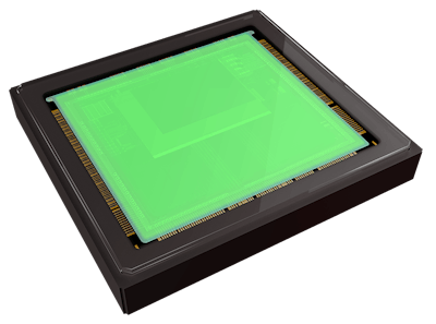 Hydra%20 Transparent