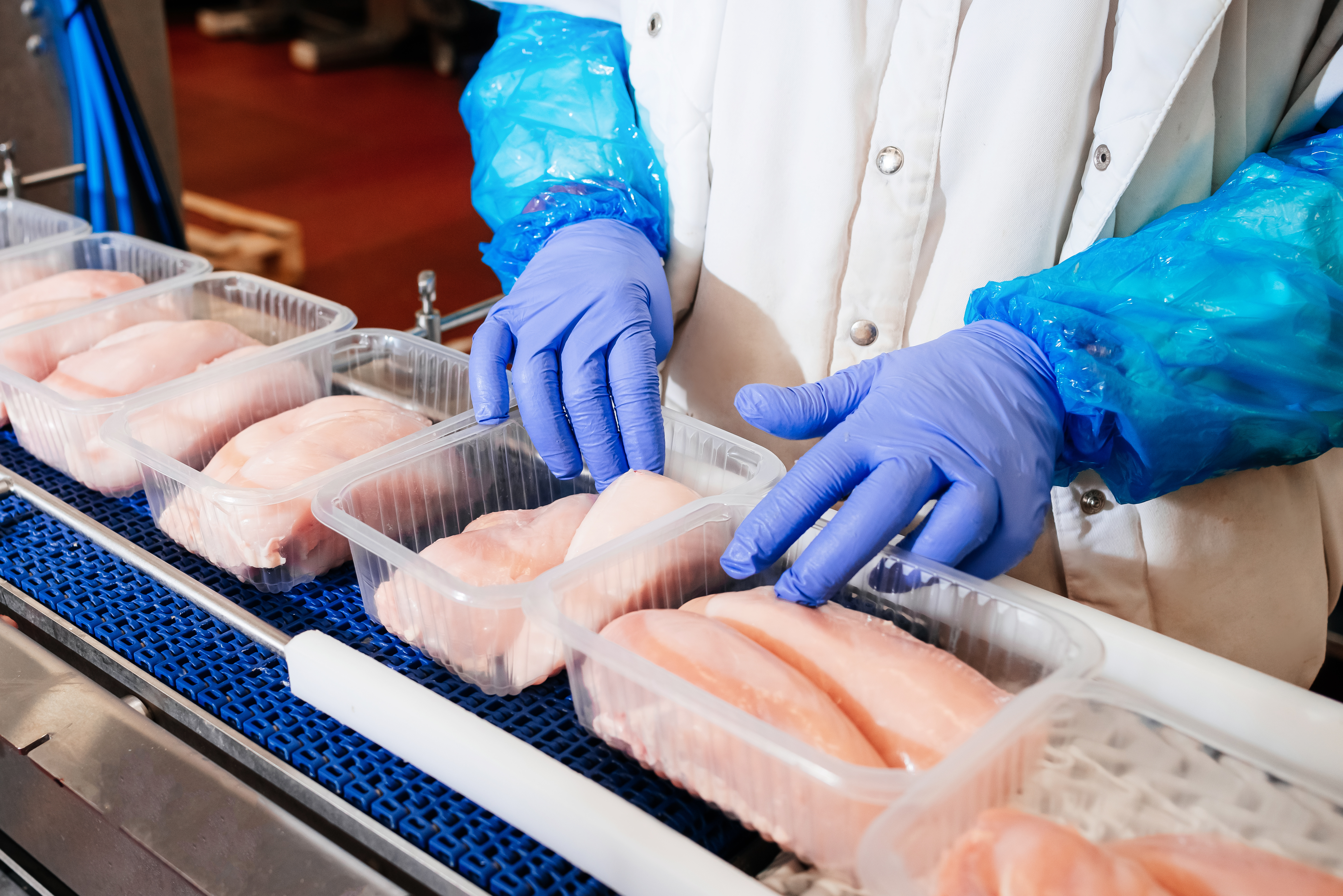 Food processing worker in blue gloves inspecting salmon fillets on a conveyor line