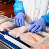 Food processing worker in blue gloves inspecting salmon fillets on a conveyor line