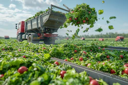 Farm truck dumping harvested strawberries into collection bins during commercial berry harvest in agricultural field