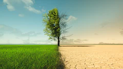 Single tree dividing lush green field from barren cracked desert landscape under cloudy sky
