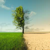 Single tree dividing lush green field from barren cracked desert landscape under cloudy sky