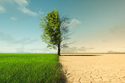 Single tree dividing lush green field from barren cracked desert landscape under cloudy sky