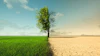 Single tree dividing lush green field from barren cracked desert landscape under cloudy sky