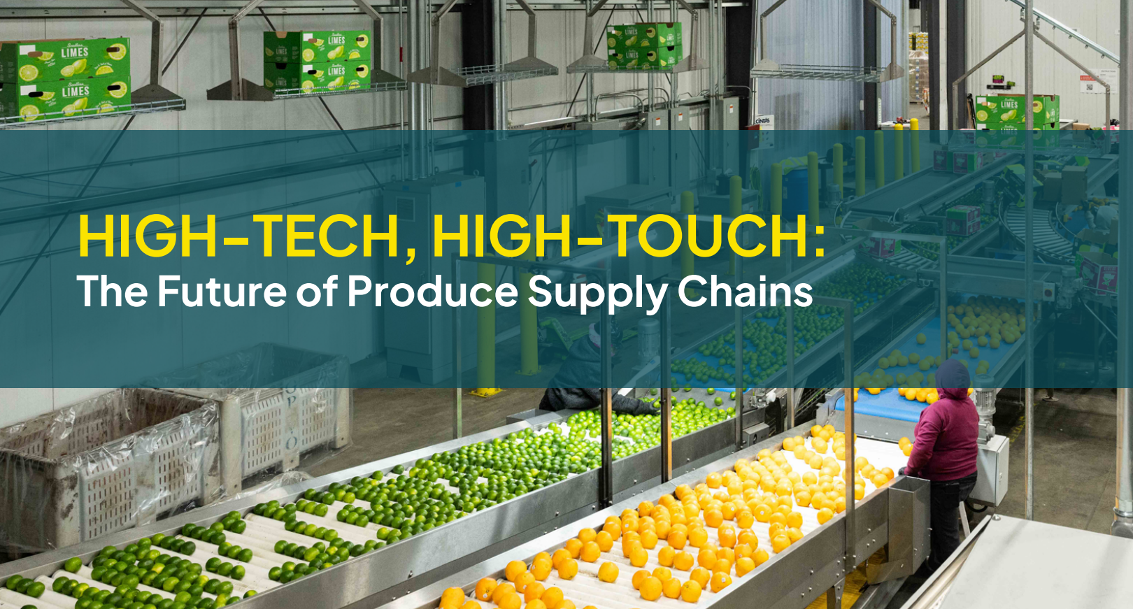 Modern produce processing facility with sorted green and yellow fruits on conveyor lines and worker in purple jacket overseeing operations
